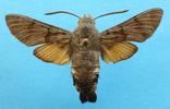 Moro-sphinx ou Sphinx colibri (Macroglossum stellatarum), spécimen de collection, et donc "étalé".